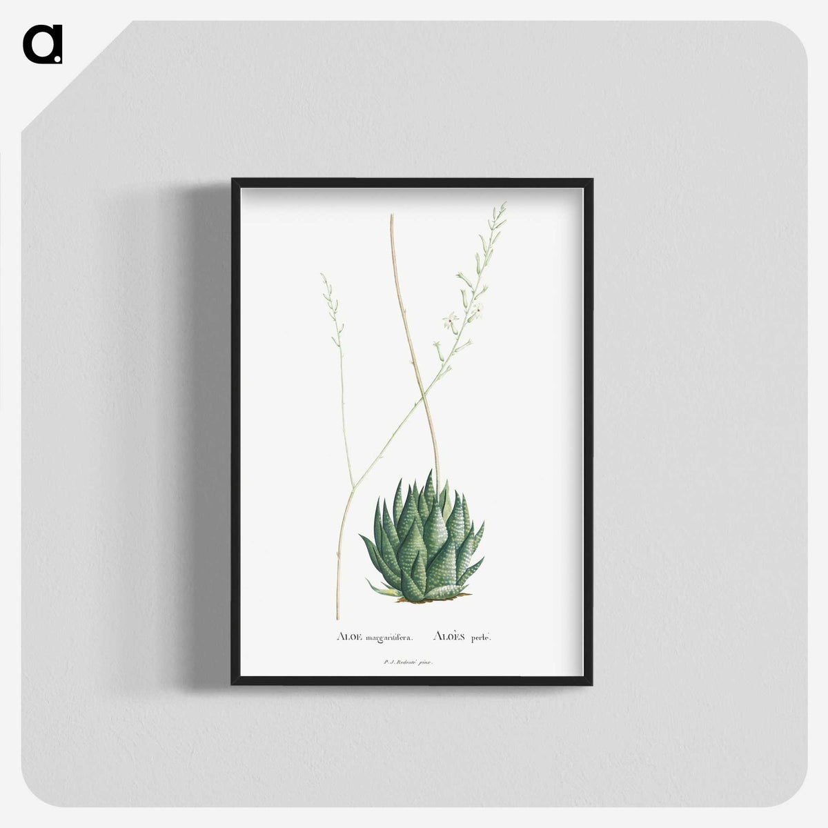 1-47_Histoire-des-Plantes-Grasses_blk-crop