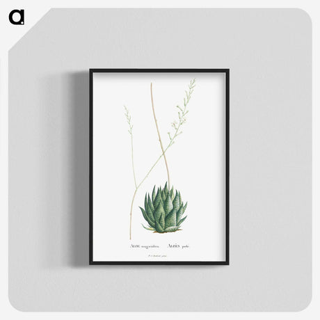 1-47_Histoire-des-Plantes-Grasses_blk-crop
