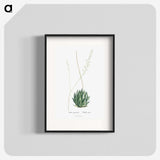 1-47_Histoire-des-Plantes-Grasses_blk