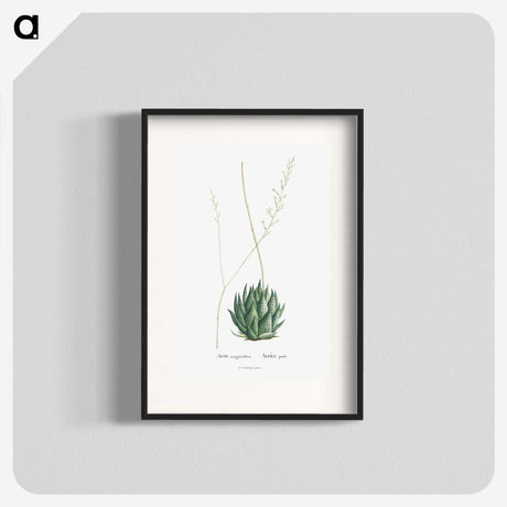 1-47_Histoire-des-Plantes-Grasses_blk