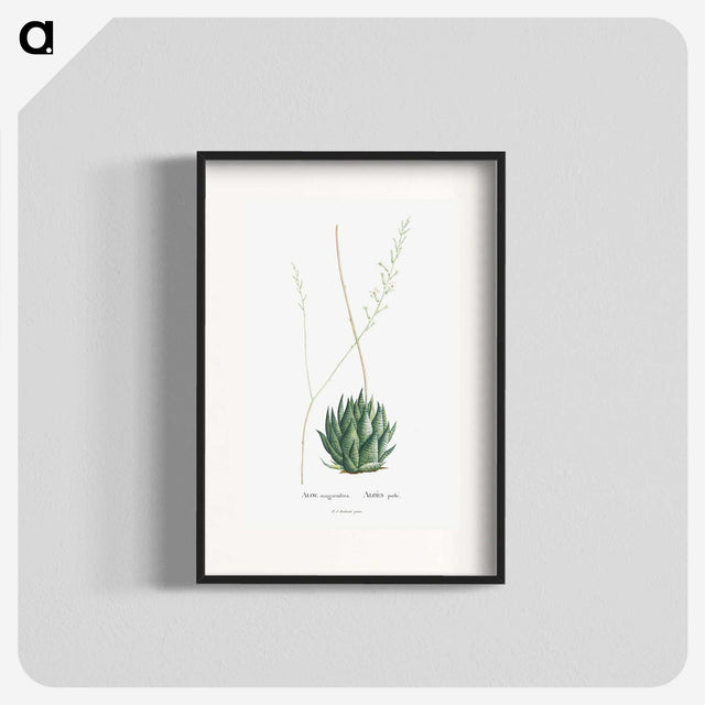 1-47_Histoire-des-Plantes-Grasses_blk