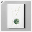 1-47_Histoire-des-Plantes-Grasses_canvas