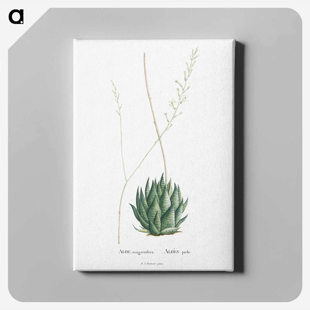 1-47_Histoire-des-Plantes-Grasses_canvas