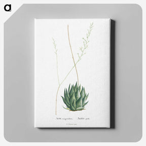 1-47_Histoire-des-Plantes-Grasses_canvas
