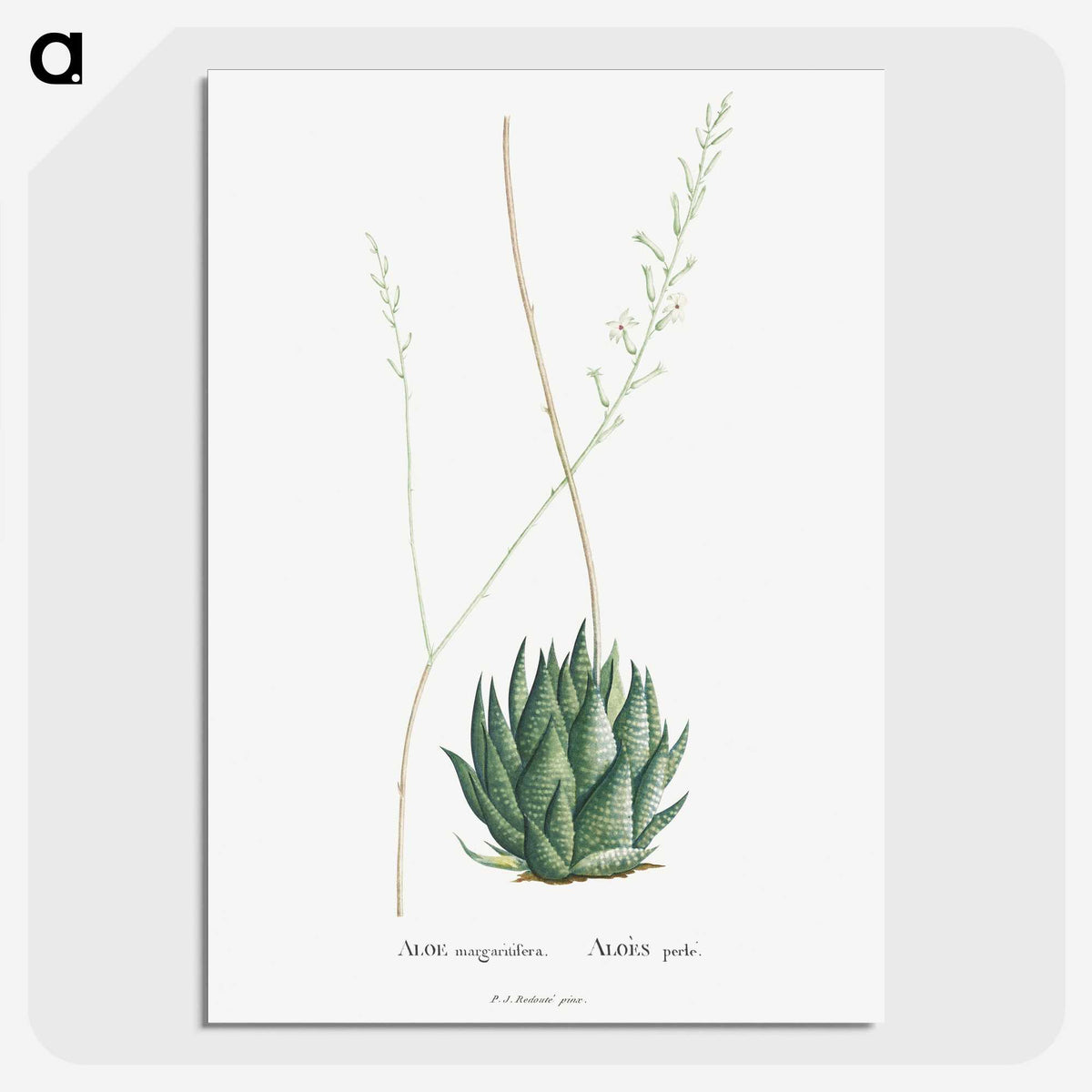 1-47_Histoire-des-Plantes-Grasses_picture-crop