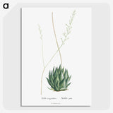 1-47_Histoire-des-Plantes-Grasses_picture-crop