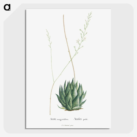 1-47_Histoire-des-Plantes-Grasses_picture-crop