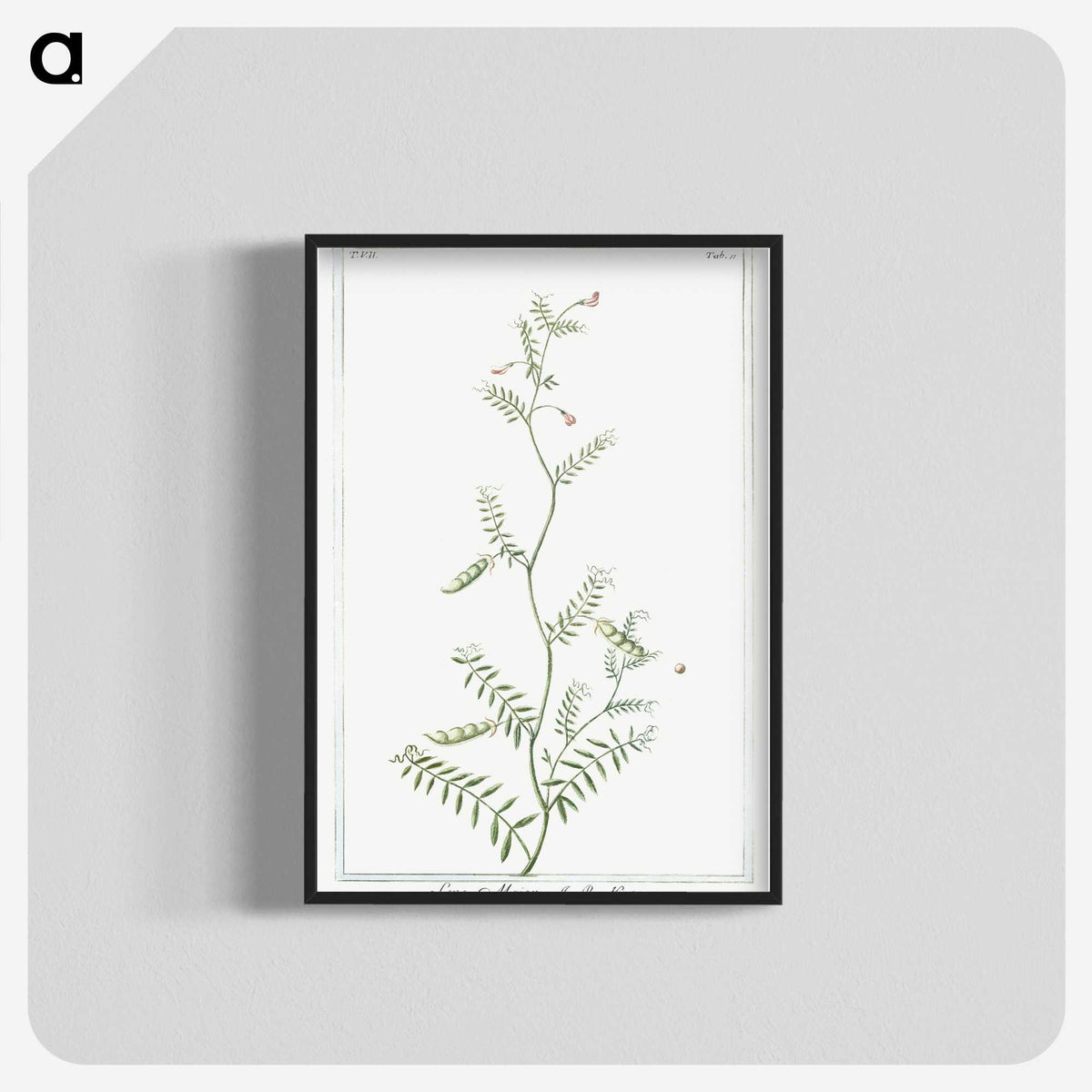 1-47_Hortus-Romanus-Botanical-Plates_blk-crop