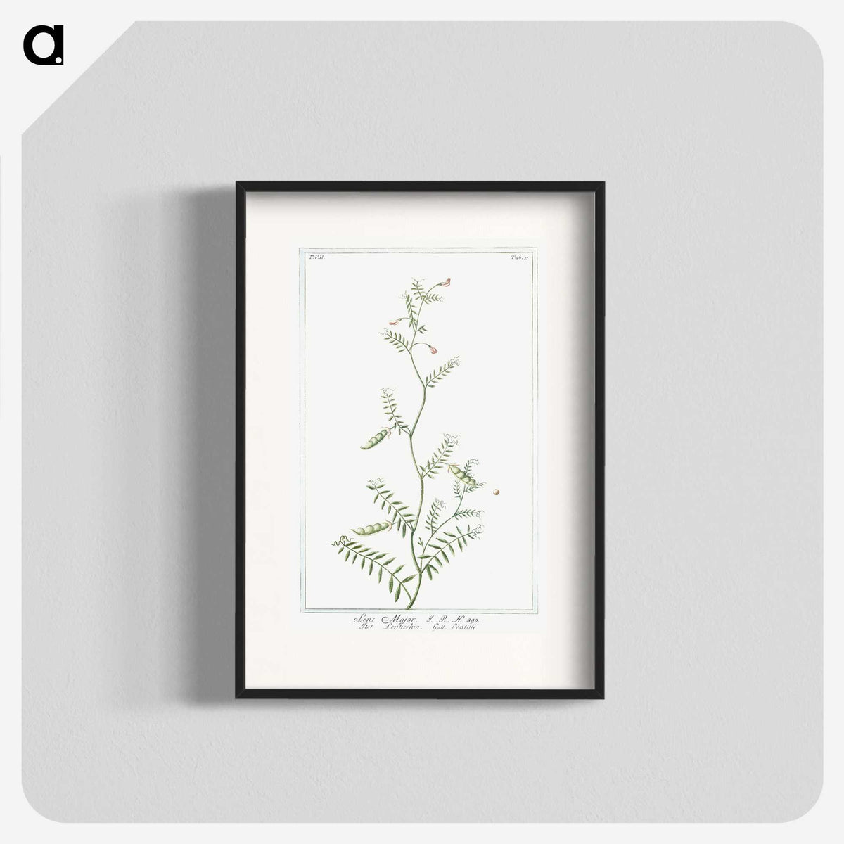 1-47_Hortus-Romanus-Botanical-Plates_blk