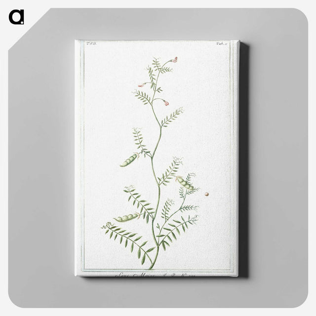 1-47_Hortus-Romanus-Botanical-Plates_canvas