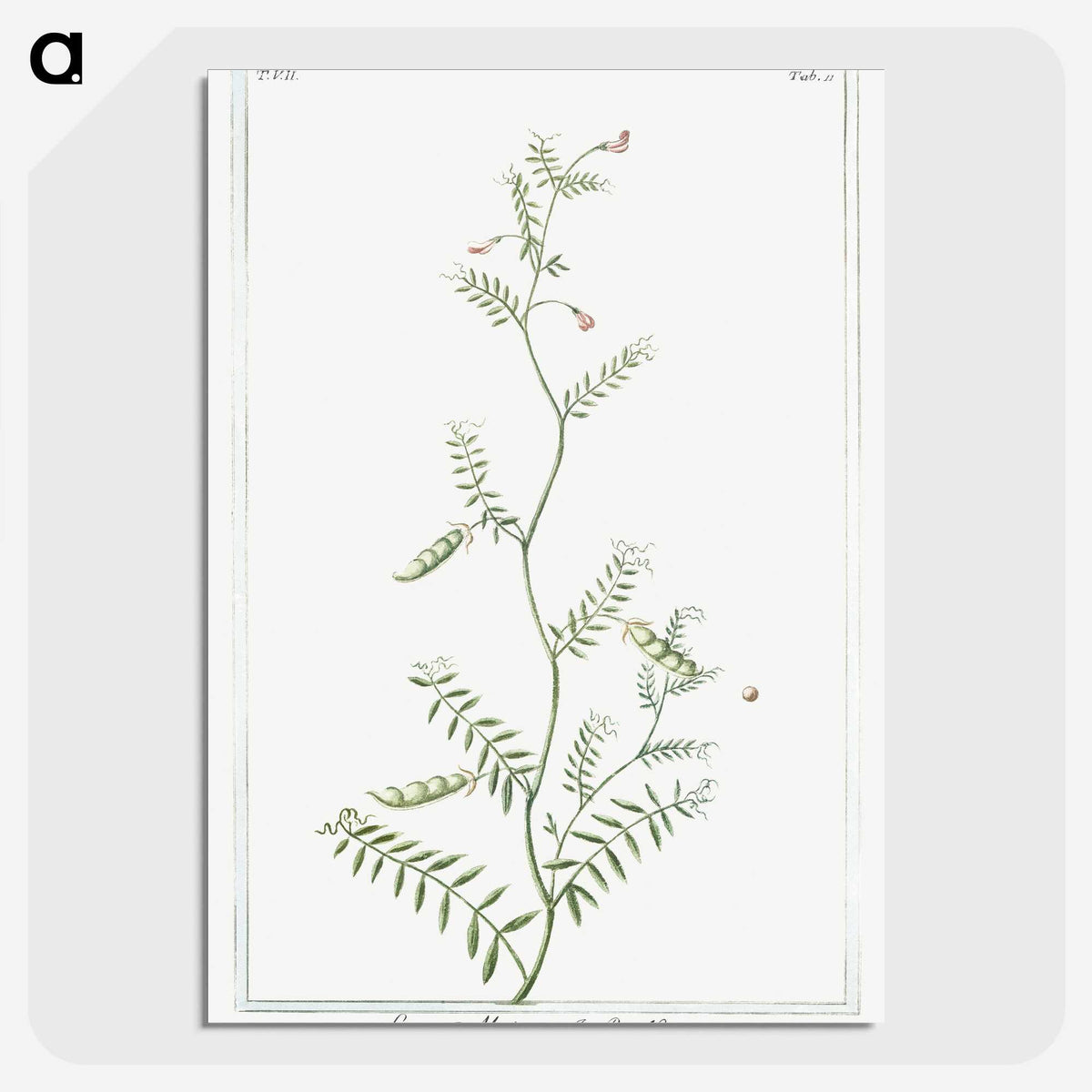 1-47_Hortus-Romanus-Botanical-Plates_picture-crop