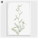 1-47_Hortus-Romanus-Botanical-Plates_picture-crop