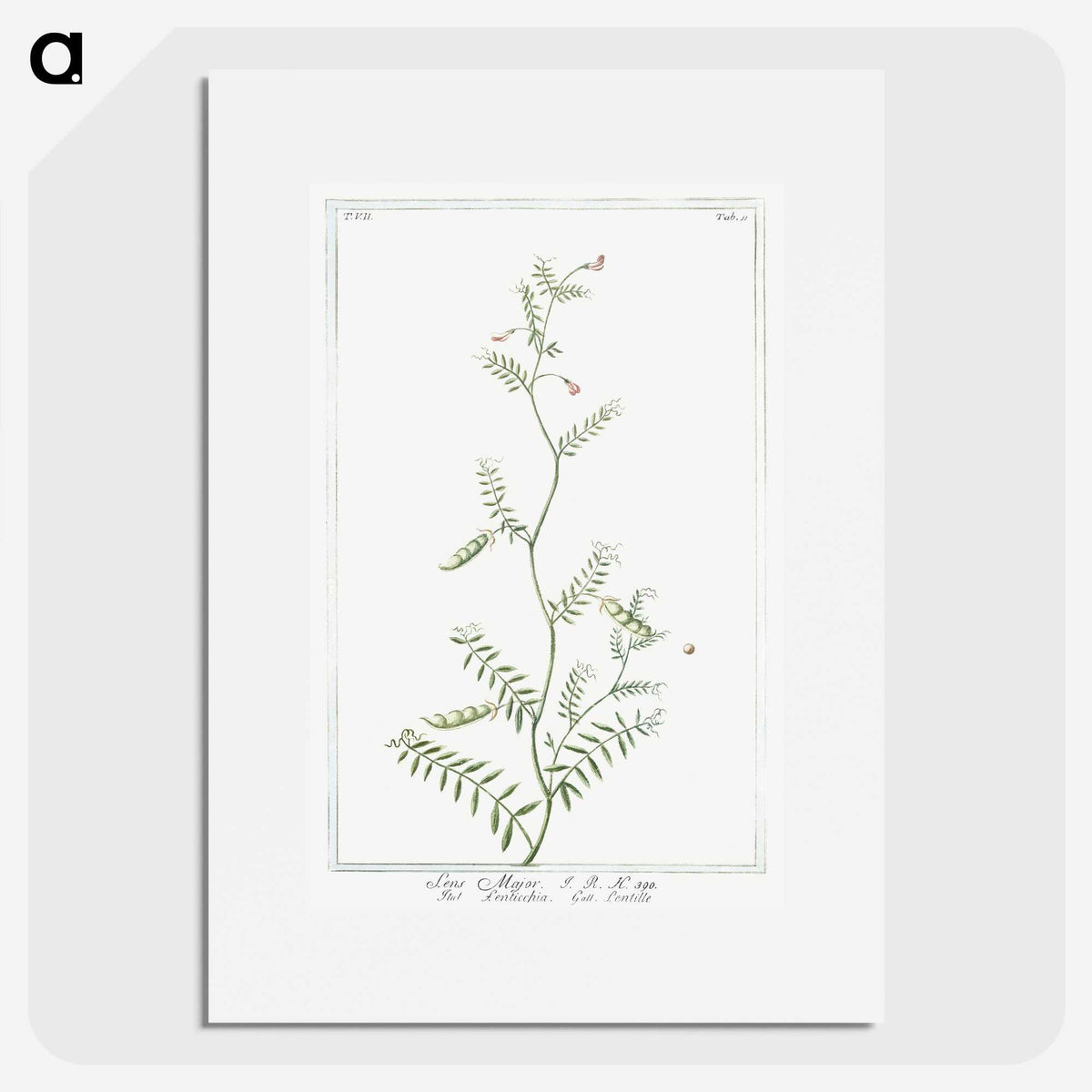 1-47_Hortus-Romanus-Botanical-Plates_picture