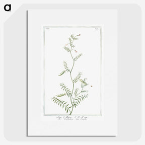 1-47_Hortus-Romanus-Botanical-Plates_picture