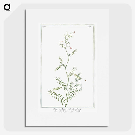 1-47_Hortus-Romanus-Botanical-Plates_picture