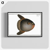 1-47_Ichtyologie-ou-Histoire-naturelle_blk-crop
