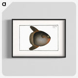 1-47_Ichtyologie-ou-Histoire-naturelle_blk