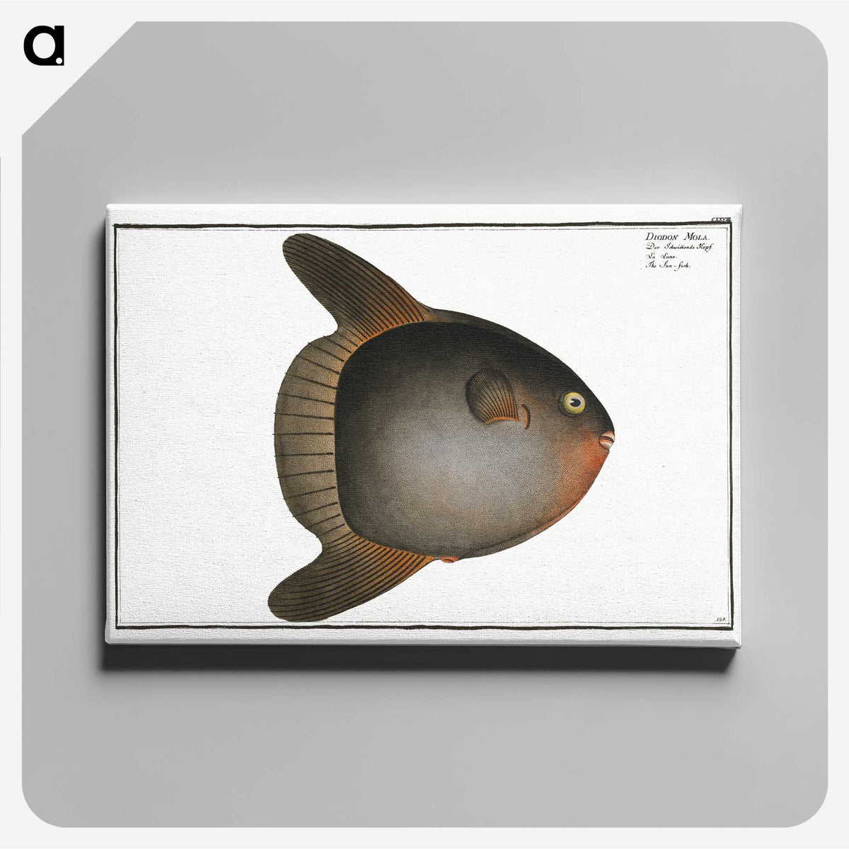 1-47_Ichtyologie-ou-Histoire-naturelle_canvas