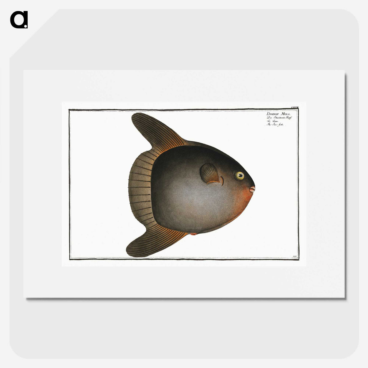 1-47_Ichtyologie-ou-Histoire-naturelle_picture