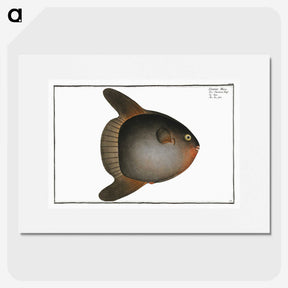 1-47_Ichtyologie-ou-Histoire-naturelle_picture