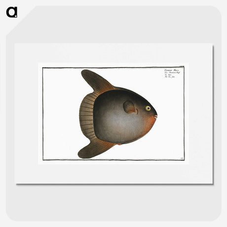 1-47_Ichtyologie-ou-Histoire-naturelle_picture