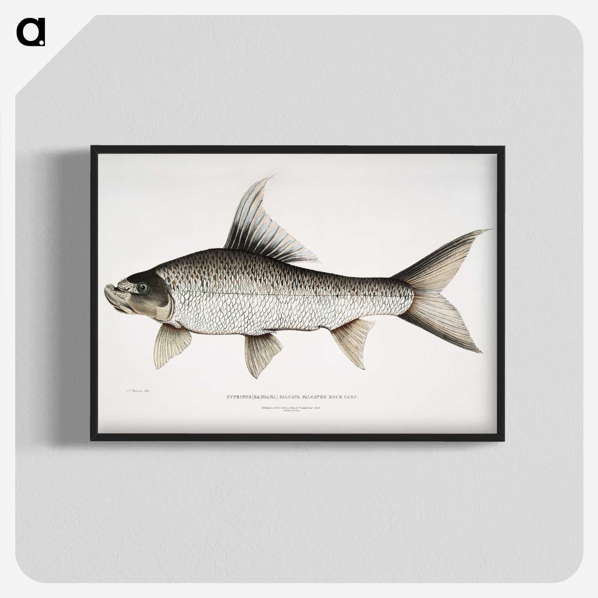 1-47_Indian-Zoology_blk-crop