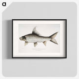 1-47_Indian-Zoology_blk