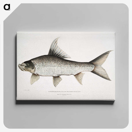 1-47_Indian-Zoology_canvas