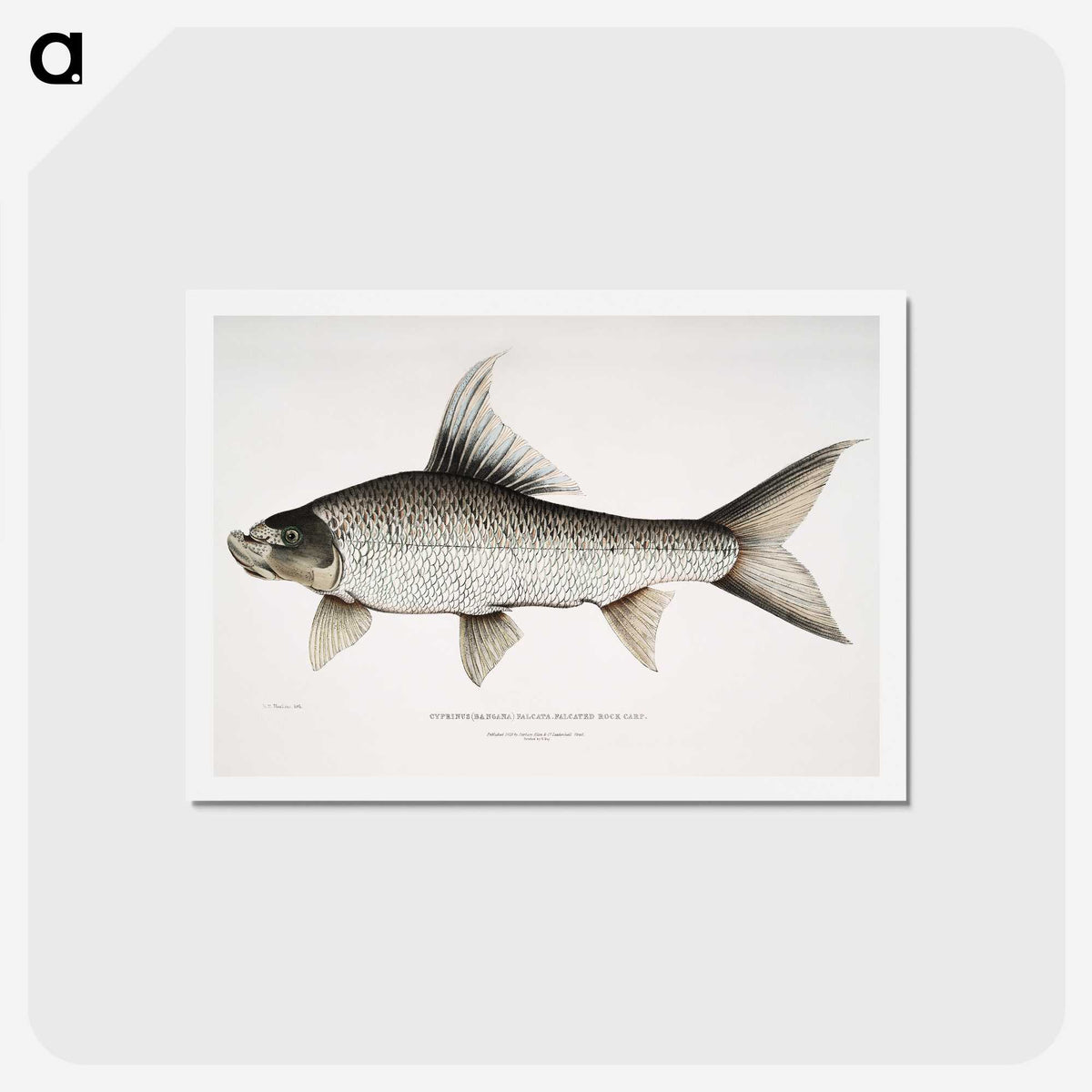 1-47_Indian-Zoology_hagaki