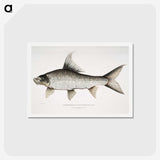 1-47_Indian-Zoology_hagaki