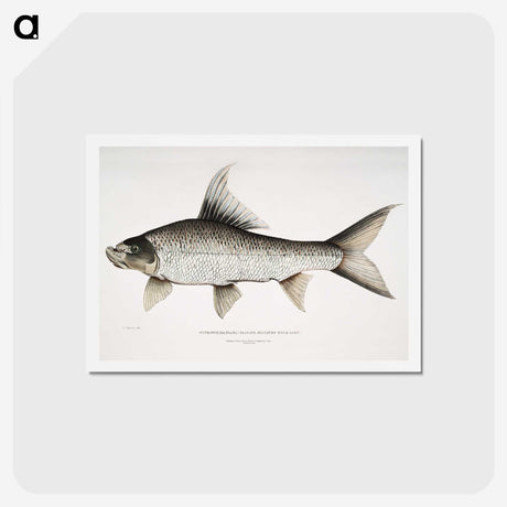 1-47_Indian-Zoology_hagaki