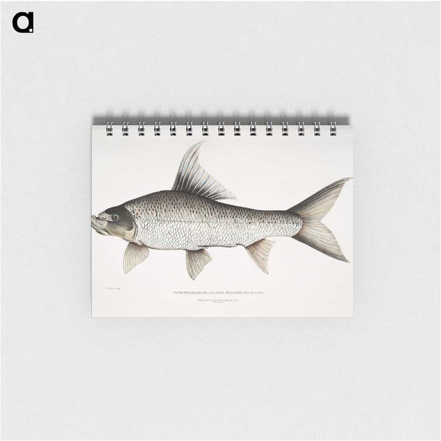 1-47_Indian-Zoology_memo