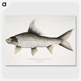 1-47_Indian-Zoology_picture-crop