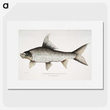 1-47_Indian-Zoology_picture
