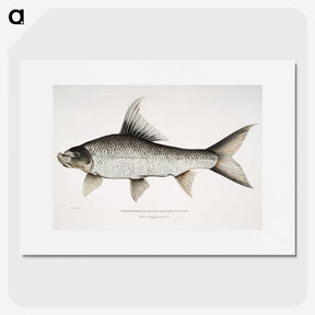 1-47_Indian-Zoology_picture