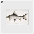 1-47_Indian-Zoology_postcard