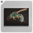 1-47_Insects-Unlocked-Project_canvas