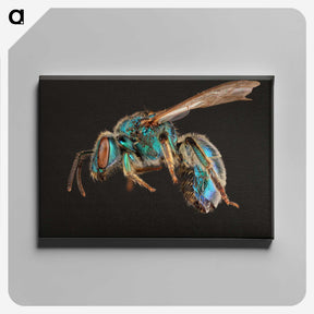 1-47_Insects-Unlocked-Project_canvas