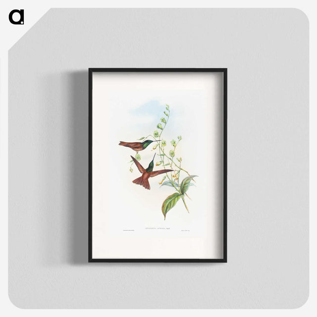 1-47_John-Gould_blk