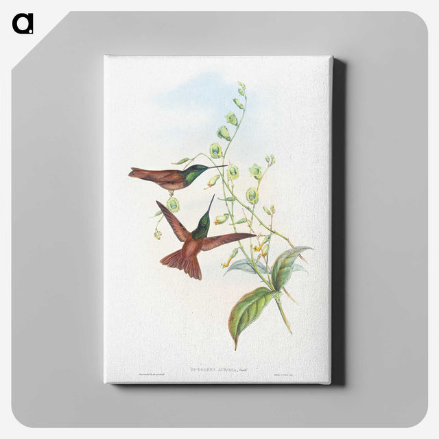 1-47_John-Gould_canvas