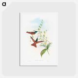 アートポストカード-Diphogena aurora (Gould's Rainbow)
 - ジョン グールド Postcard.