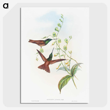 1-47_John-Gould_picture-crop