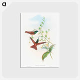 アートポストカード-Diphogena aurora (Gould's Rainbow)
 - ジョン グールド Postcard.