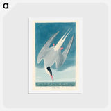 アートポストカード-Arctic Tern
 - ジョン ジェームス オーデュボン Postcard.