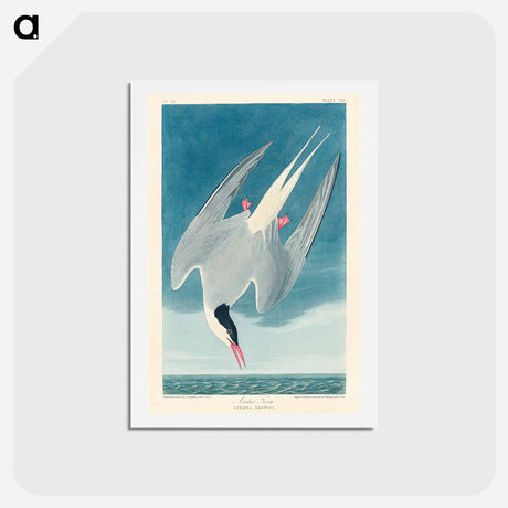 アートポストカード-Arctic Tern
 - ジョン ジェームス オーデュボン Postcard.