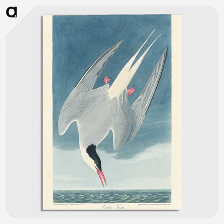 1-47_John-James-Audubon_picture-crop