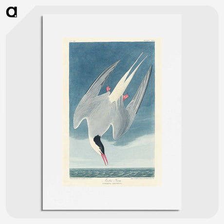 1-47_John-James-Audubon_picture