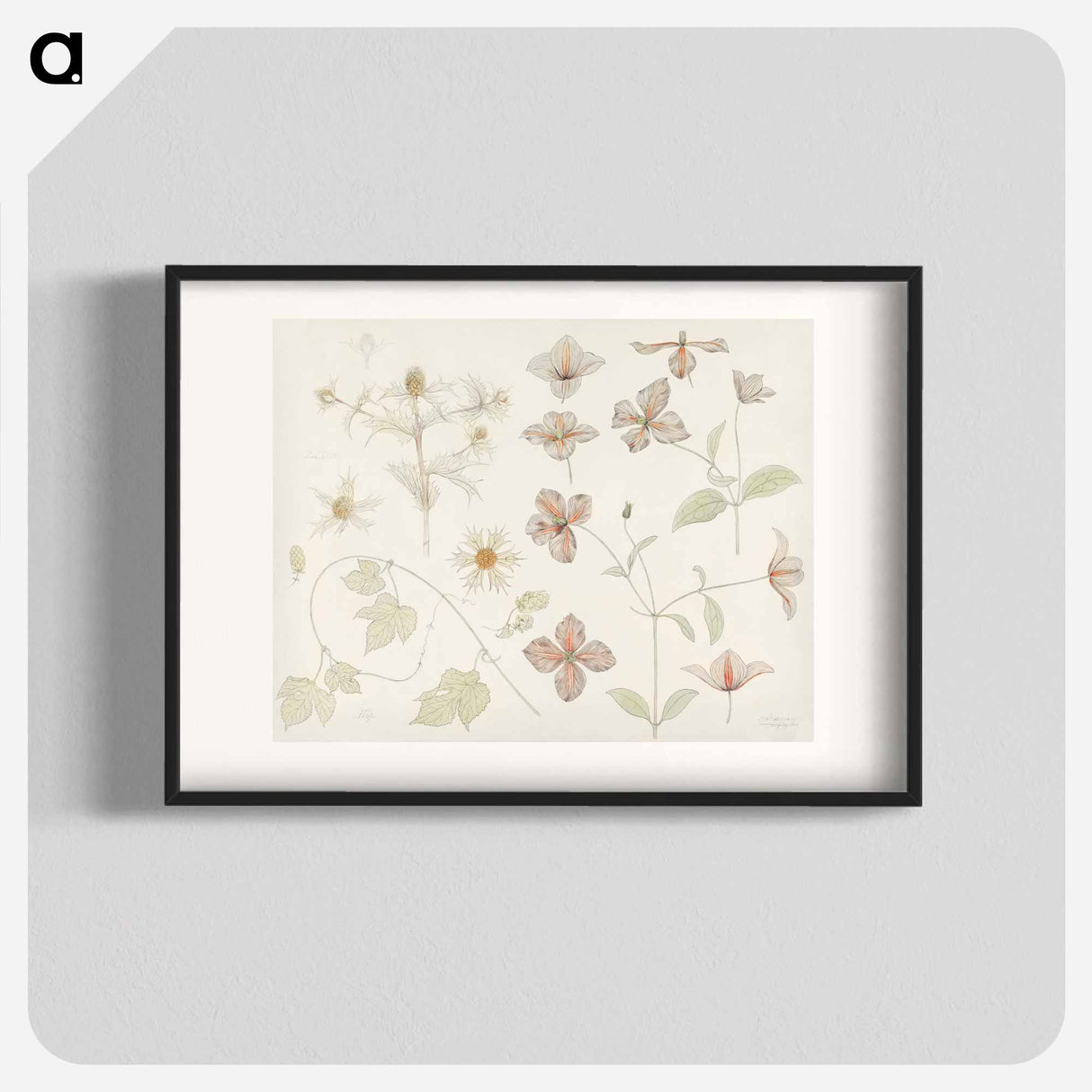 Study sheet with Sea Thistle, Hop and Clematis - ユリー デ フラーハ Poster.