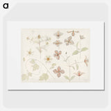 Study sheet with Sea Thistle, Hop and Clematis - ユリー デ フラーハ Poster.