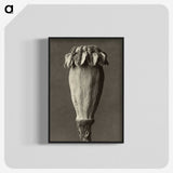 1-47_Karl-Blossfeldt_blk-crop